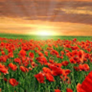 Meet your Posher, Penny